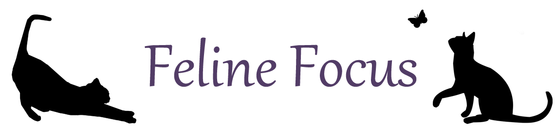 Feline Focus Cat Care